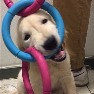 Meet your Posher, Alexis